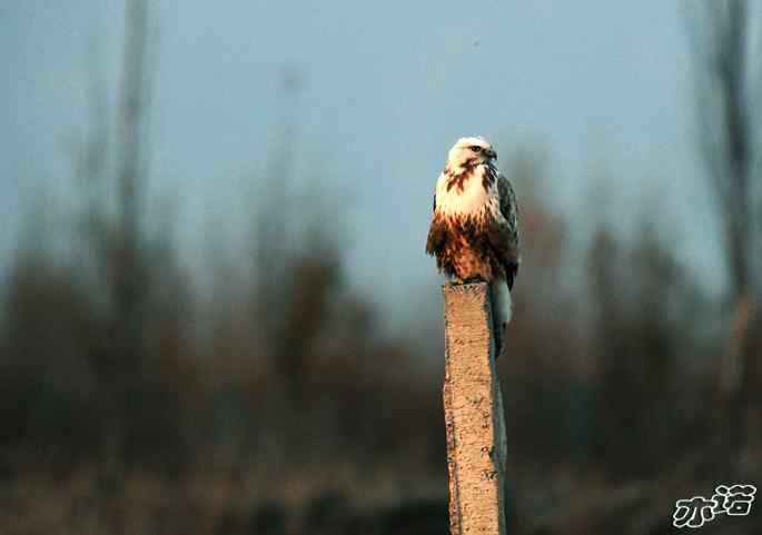 官厅水库 wbr路 wbr四种猛禽 官厅水库 wbr路 wbr四种猛禽