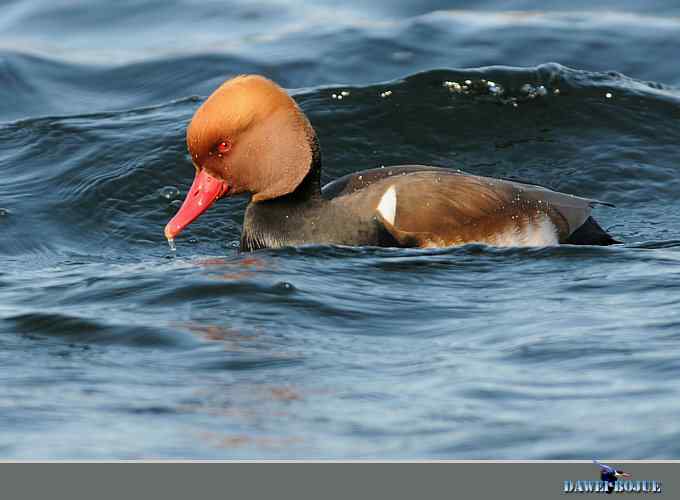 赤嘴潜鸭：冬天の靓色