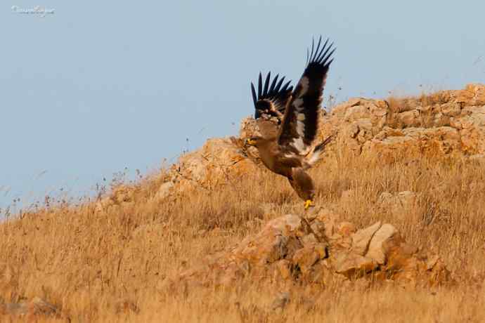 草原有约. wbr夕阳下与草原雕一家敖包相会
