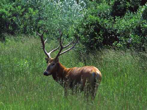 麒麟：传说的兽原型探秘（麋鹿）