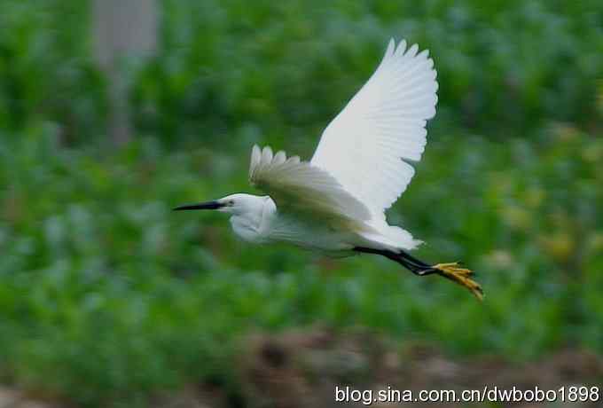 鸟友同游怀沙河 鸟友同游怀沙河