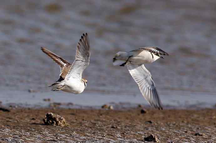 飞雁滩拍鸟 多种水鸟和白头翁