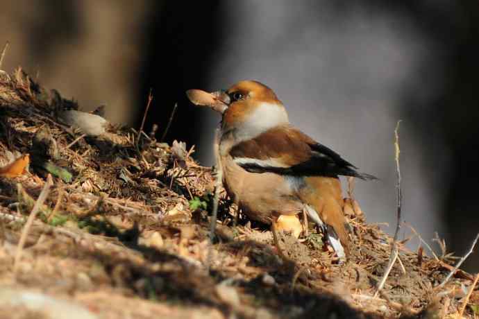 吃元宝枫果的锡嘴雀