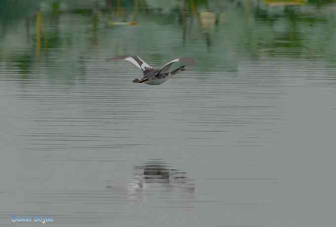 颐和园的凤头 颐和园的凤头