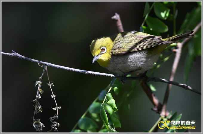 暗绿绣眼一组【照片】