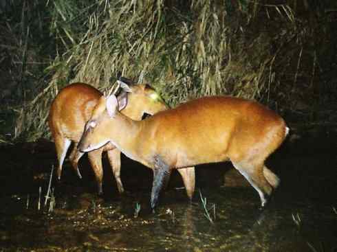 麒麟：传说的兽原型探秘（麂）
