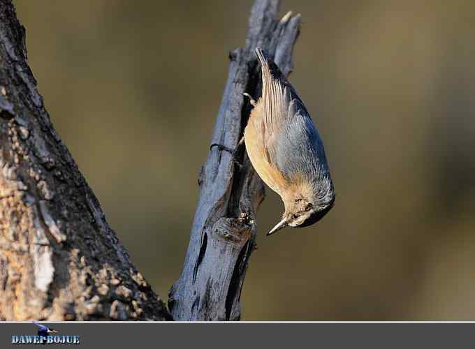 植物园的黑头鳾