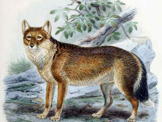 犬科：犬亚科犬属之灰狼