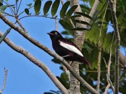极品红色鸟类：深红紫伞鸟