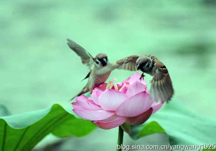 雀与荷 wbr3（领地之争纪实）