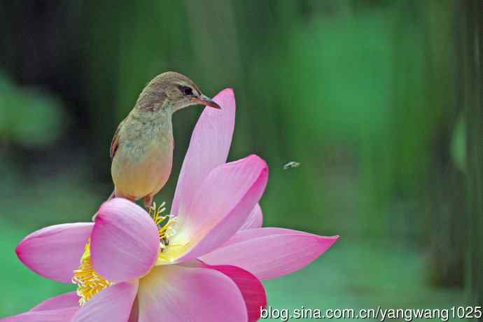 东方大苇莺与荷花(7) 东方大苇莺与荷花(7)