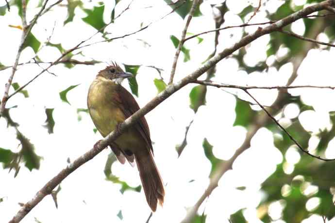摄鸟拾趣（十二） 白喉冠鹎