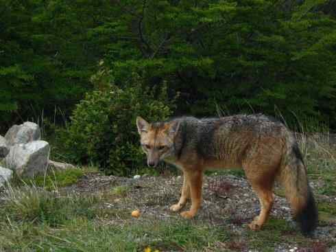 犬科：狐亚科伪狐属之阿根廷狐、山狐、达尔文狐