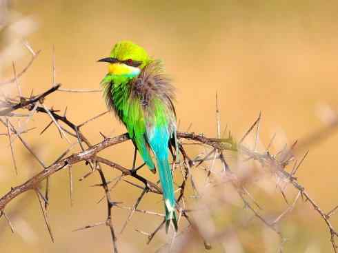 绝色攀禽：佛法僧目之蜂虎2