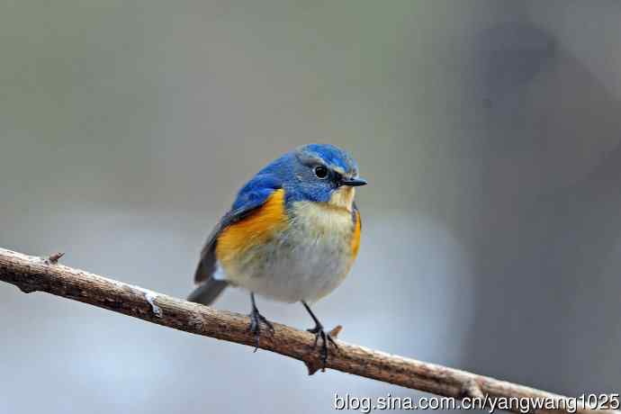 昨天好收获（雄性红胁蓝尾鸲）