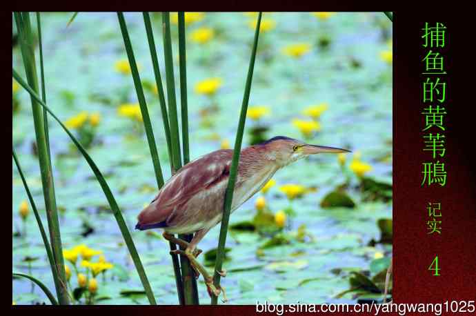 北京将府公园的鸟类——捕鱼的黄苇鳽（记实）4