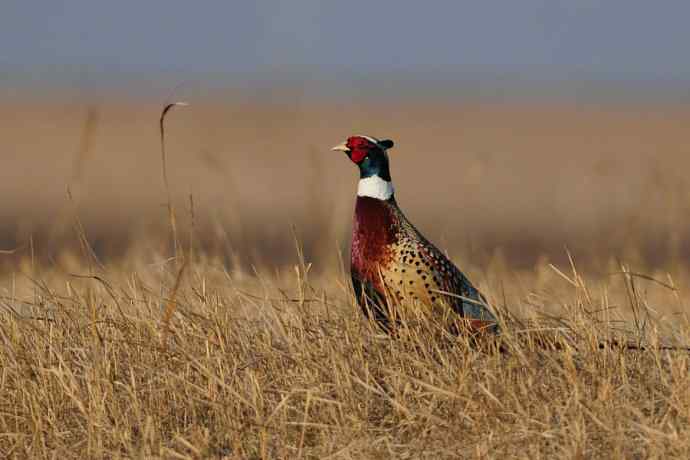 晨光里的环颈雉☆