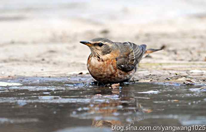 北京天坛公园的鸟类——红尾鸫