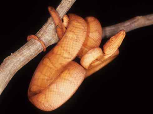 龙：传说的兽原型探秘（树蚺类）