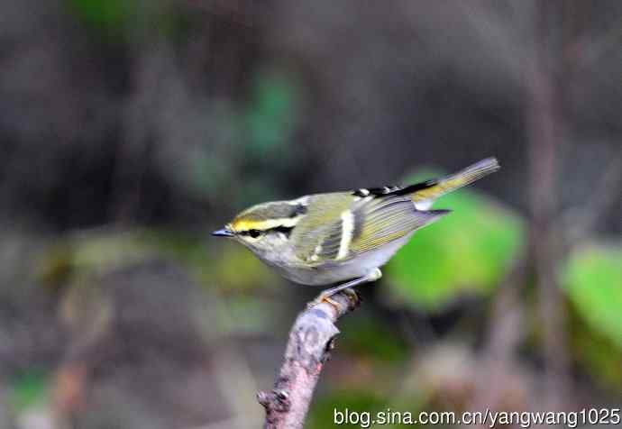 黄腰柳莺（13）