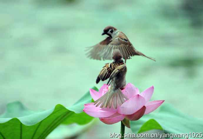 雀与荷 wbr3（领地之争纪实）