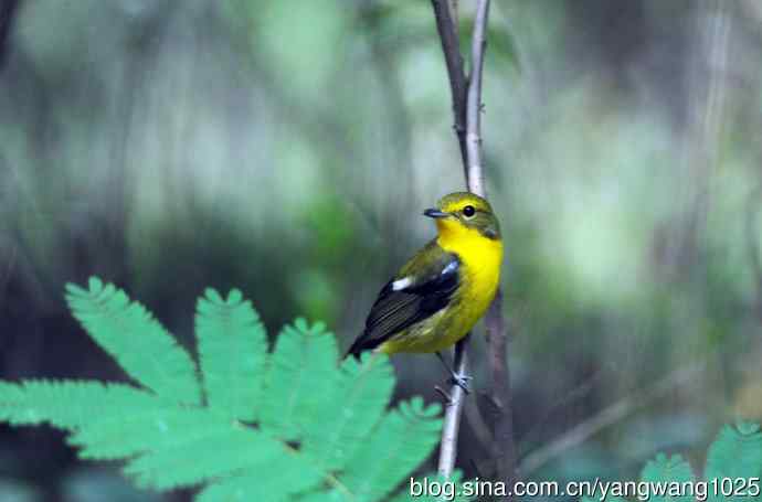 雄性绿背姬鶲（4）