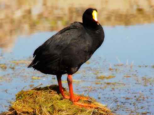 猎奇：奇特的鸟喙之二