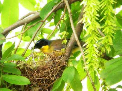 美丽无罪：雀鸟之噪鹛