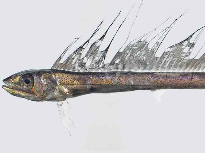 鱼类活化石：帆蜥鱼