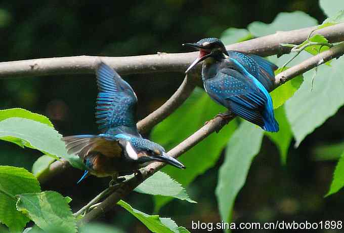 小小翠儿沐浴着父爱快乐成长--献给父亲节