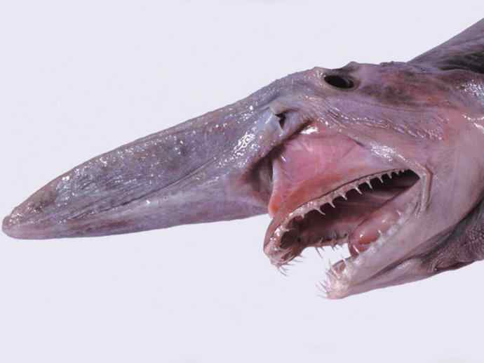 鱼类活化石：魔鬼鲨