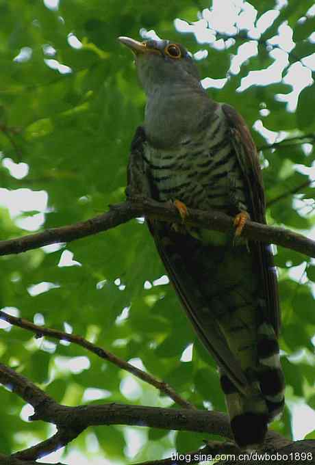 夏日欢鸣的四声杜鹃