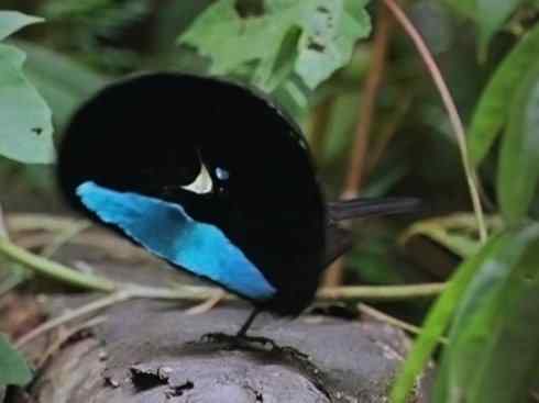 美丽无罪：雀鸟之极乐鸟