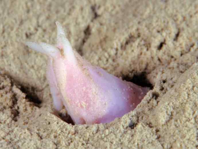 鱼类活化石：盲鳗