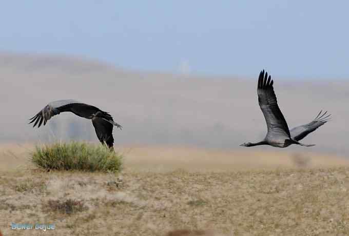达里诺尔湖的蓑羽鹤 达里诺尔湖的蓑羽鹤
