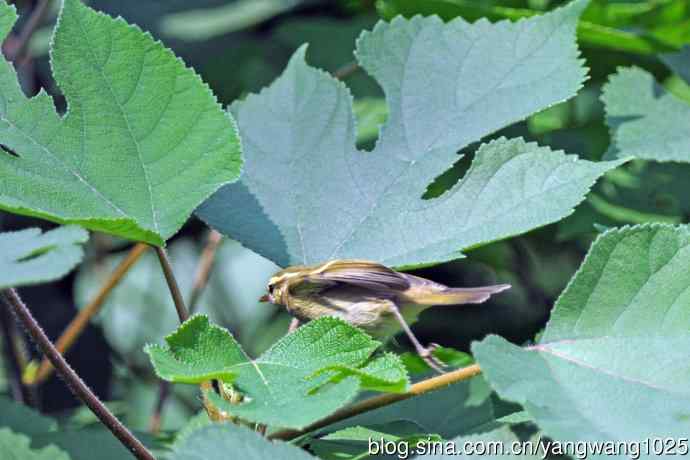 黄眉柳莺（24）