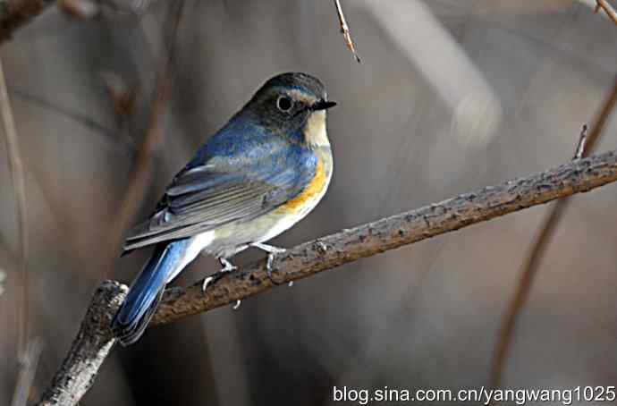 红肋蓝尾鸲 wbr2