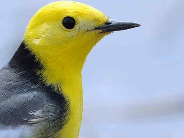 野鸭湖拍摄纪实(牛背鹭黄鹡鸰长脚鹬)