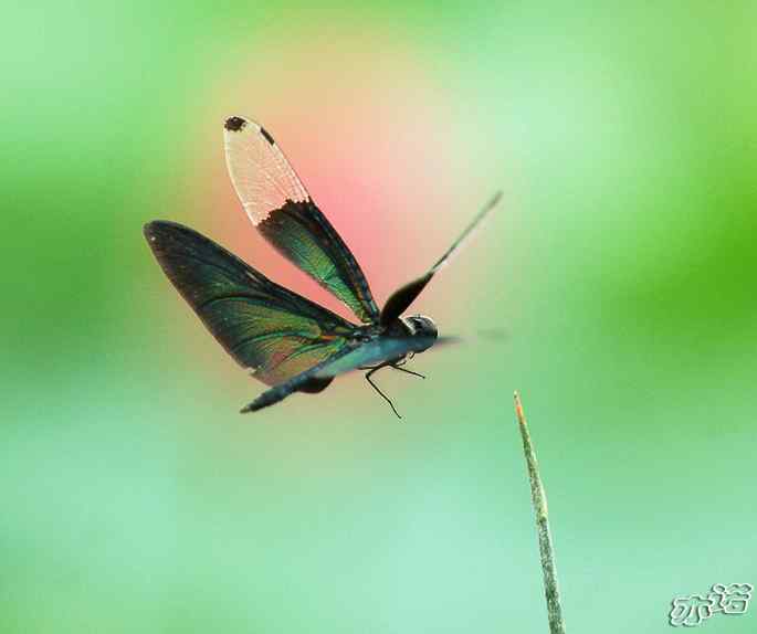 圆明园&nbsp;wbr路&nbsp;wbr黑丽翅蜻鈥斺敽商裂蘧