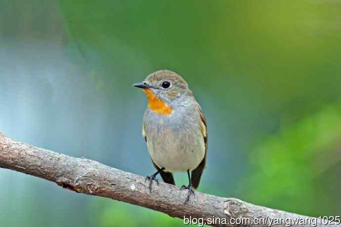 雄性红喉姬鹟（17）