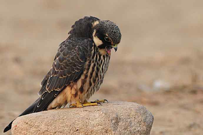 诠释燕隼“吐食丸”的全过程