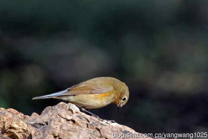 雌性红胁蓝尾鸲（74）