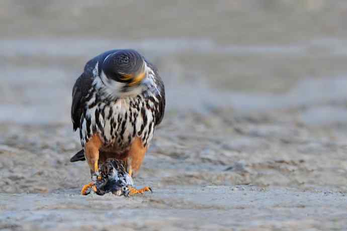摄猛野鸭湖（地版与早餐）