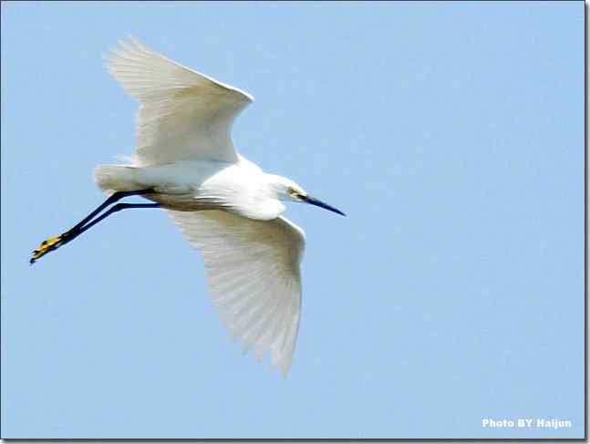 蓝天作秀的鹭鸶