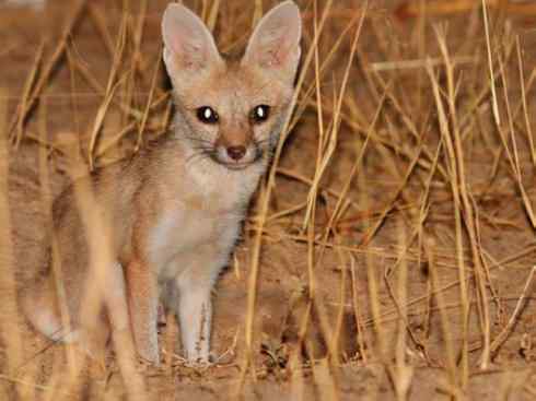犬科：狐亚科狐属