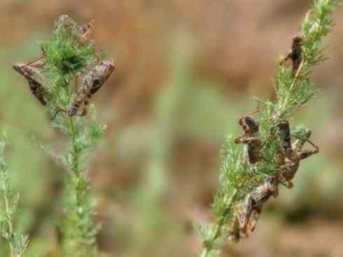 自然奇观：动物大迁徙(东亚飞蝗）