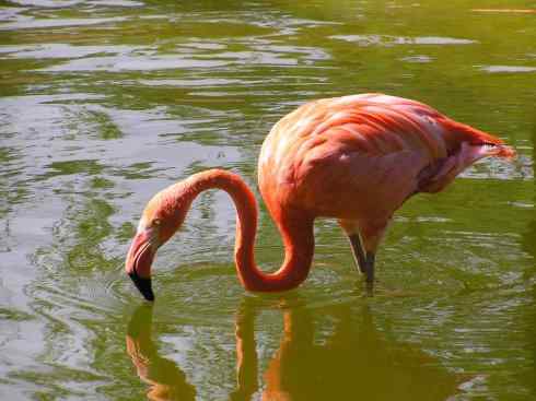 极品红色鸟类:火烈鸟 极品红色鸟类:火烈鸟