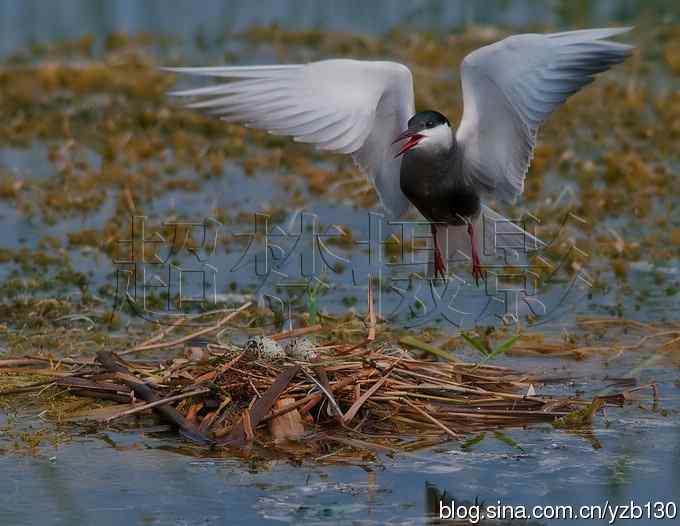 这世界，我来了！任凭风暴漩涡鈥︹Γㄗ橥迹25张图片）