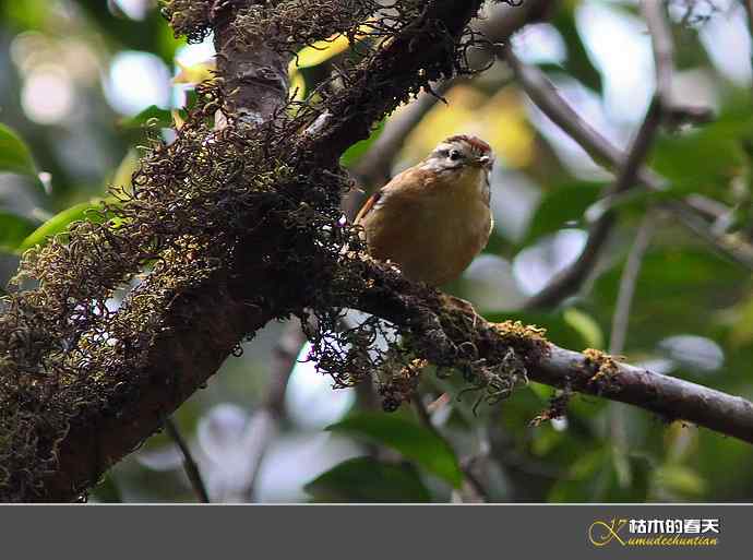 腾冲记录：黄眉林雀、栗头雀鹛、黑脸鹟莺