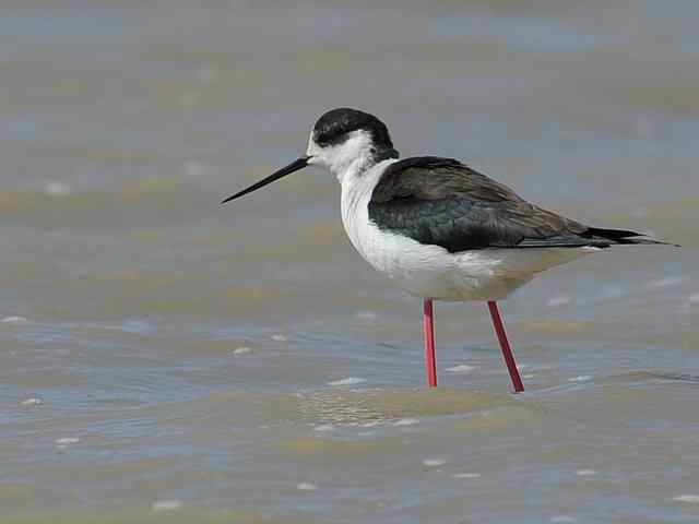 野鸭湖拍摄纪实(牛背鹭黄鹡鸰长脚鹬)